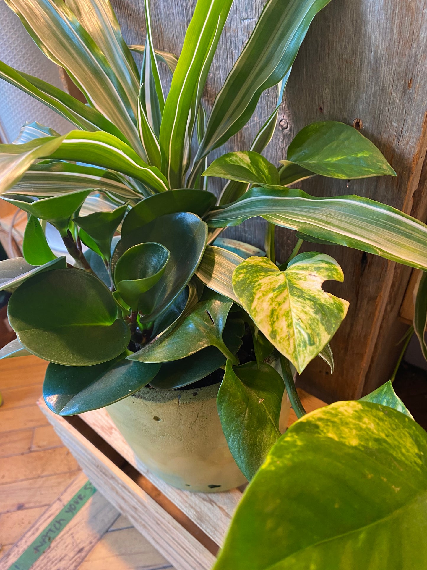 Grab n Go Planter 6” Yellow/Green