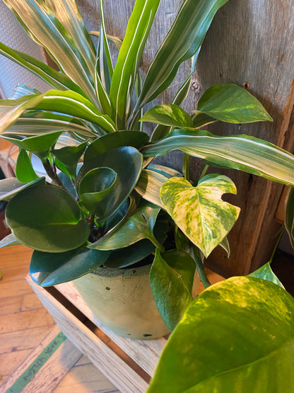 Grab n Go Planter 6” Yellow/Green