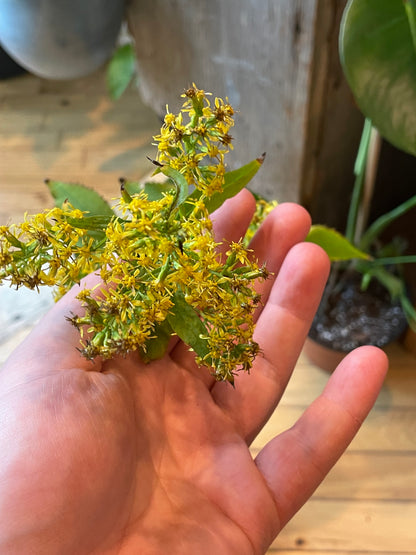 6.5" Zigzag Goldenrod | Solidago flexicaulis