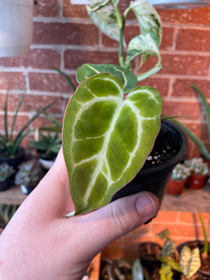 3.5" Anthurium Crystalinum Turtle