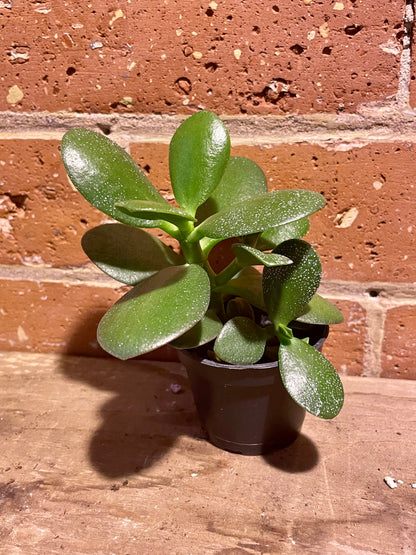 2.5" Crassula Ovata