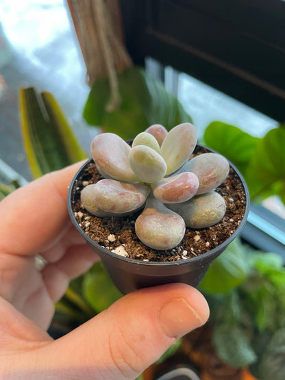 2.5” Pachyphytum Oviferum