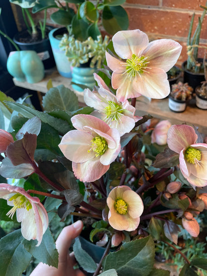 6" Helleborus Ivory Prince