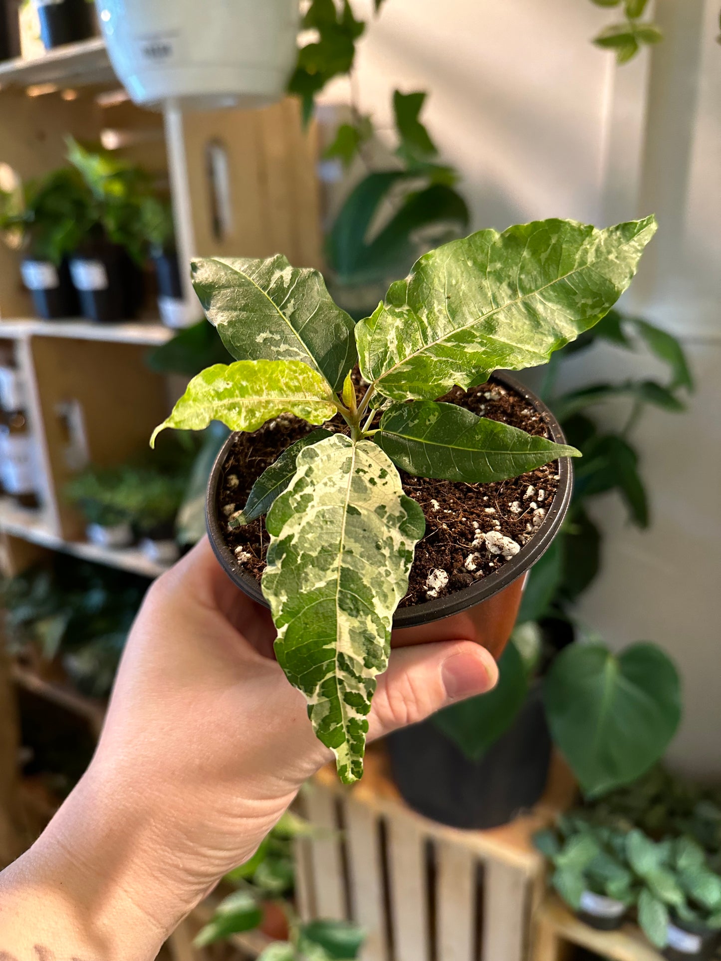 4" Ficus Aspera Variegated | Clown Fig