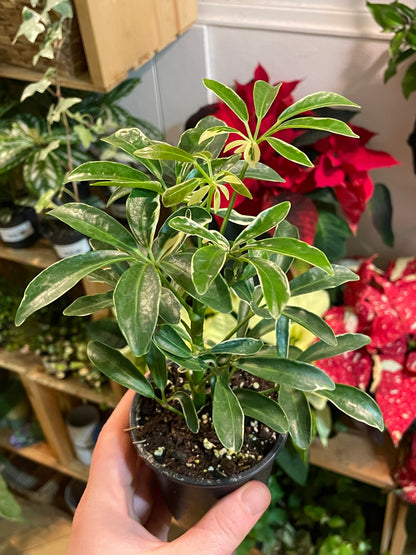 3.5" Schefflera Arboricola Ivory