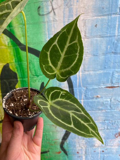3.5” Anthurium Dorayaki x Magnificum