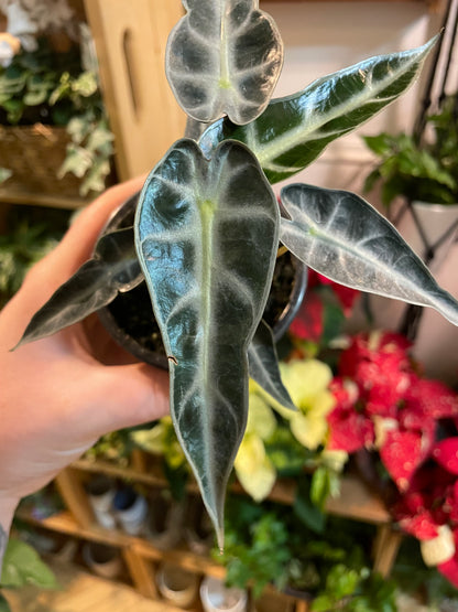 3.5 Alocasia Bambino