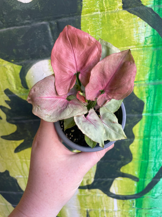 3.5” Syngonium Pink Perfection