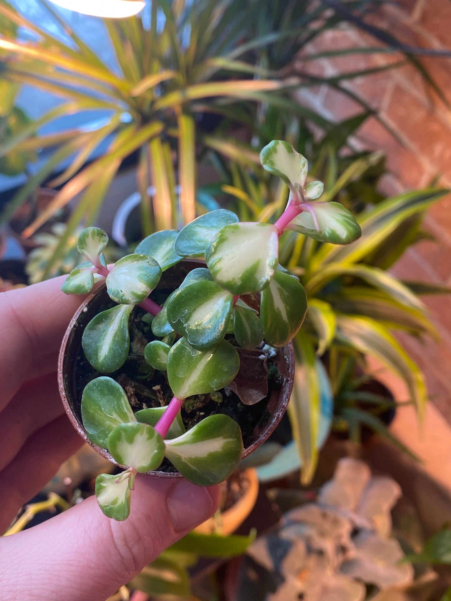 2.5" Inner Variegated Portulacaria afra | Elephant Bush
