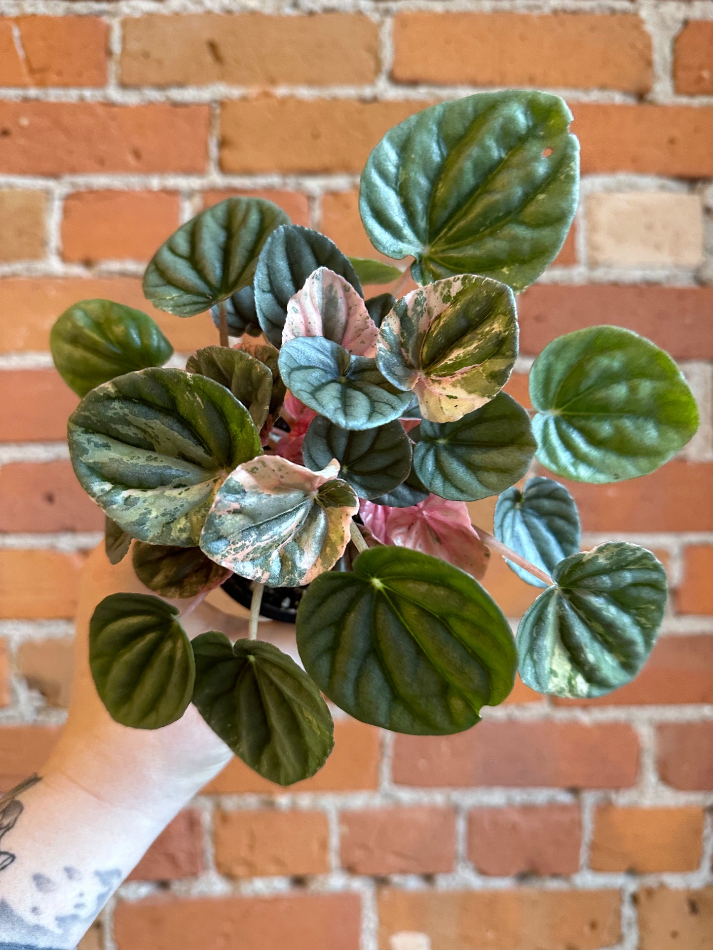 3.5" Peperomia Pink Lady