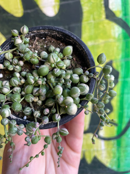 3.5" Variegated String Of Pearls