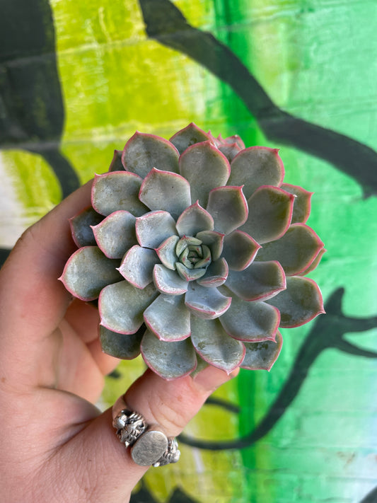 2.5" Echeveria Dark Ice