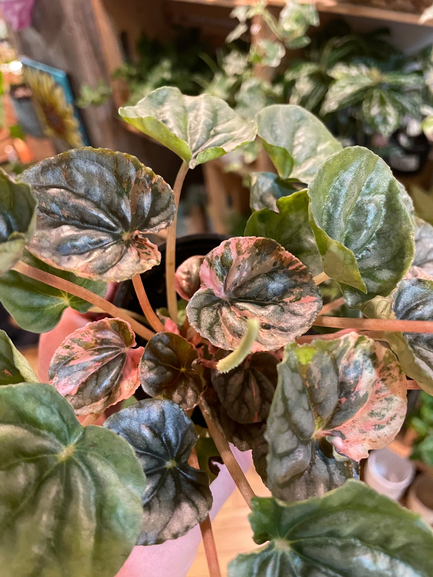 3.5" Peperomia Pink Lady