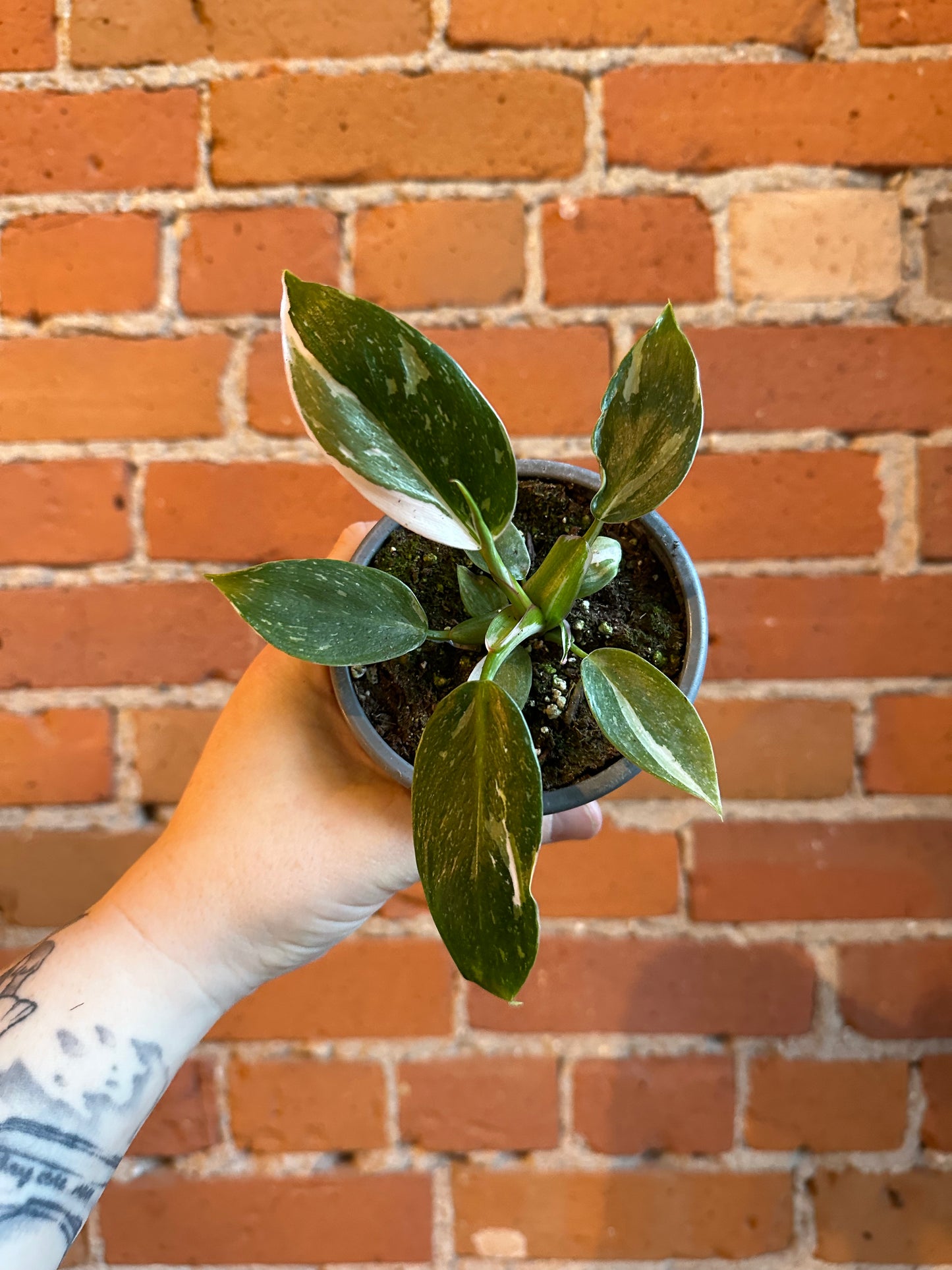 4" Philodendron White Princess