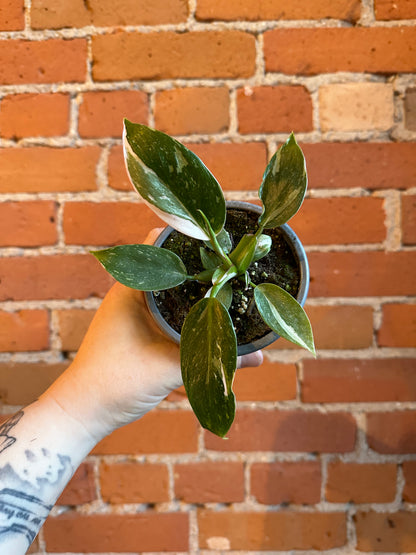 4" Philodendron White Princess