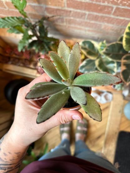 2.5" Kalanchoe Tomentosa