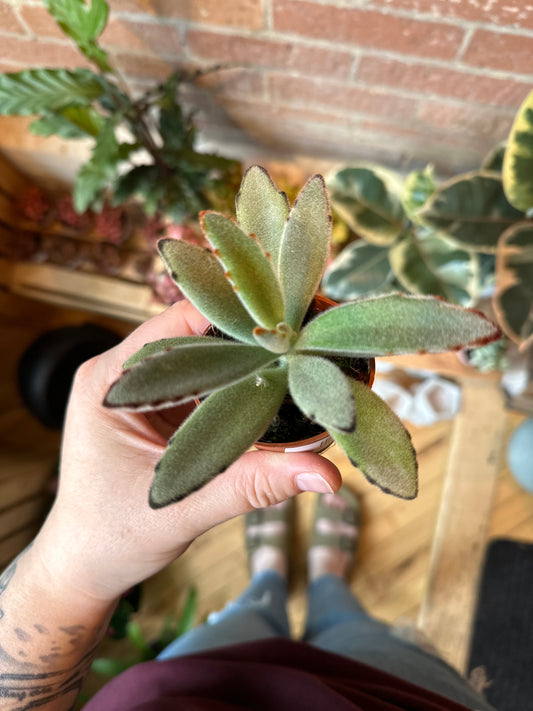 2.5" Kalanchoe Tomentosa