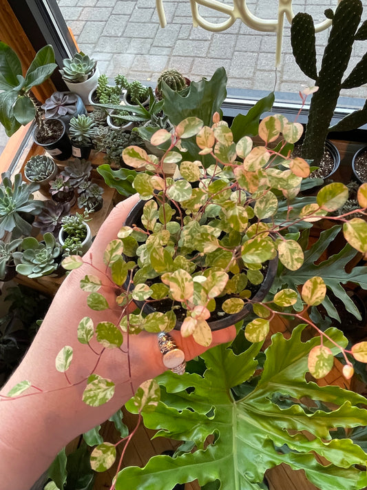 3.5" Wire Vine Variegated | Muehlenbeckia Axillaris Variegata