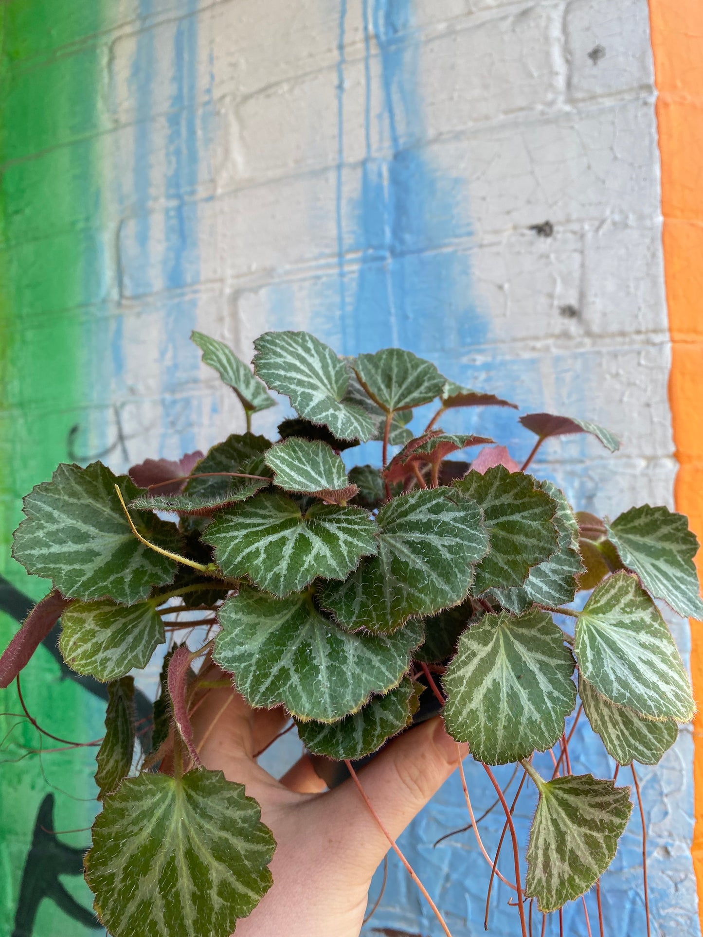 3.5" Strawberry Begonia | Saxifraga Stolonifera