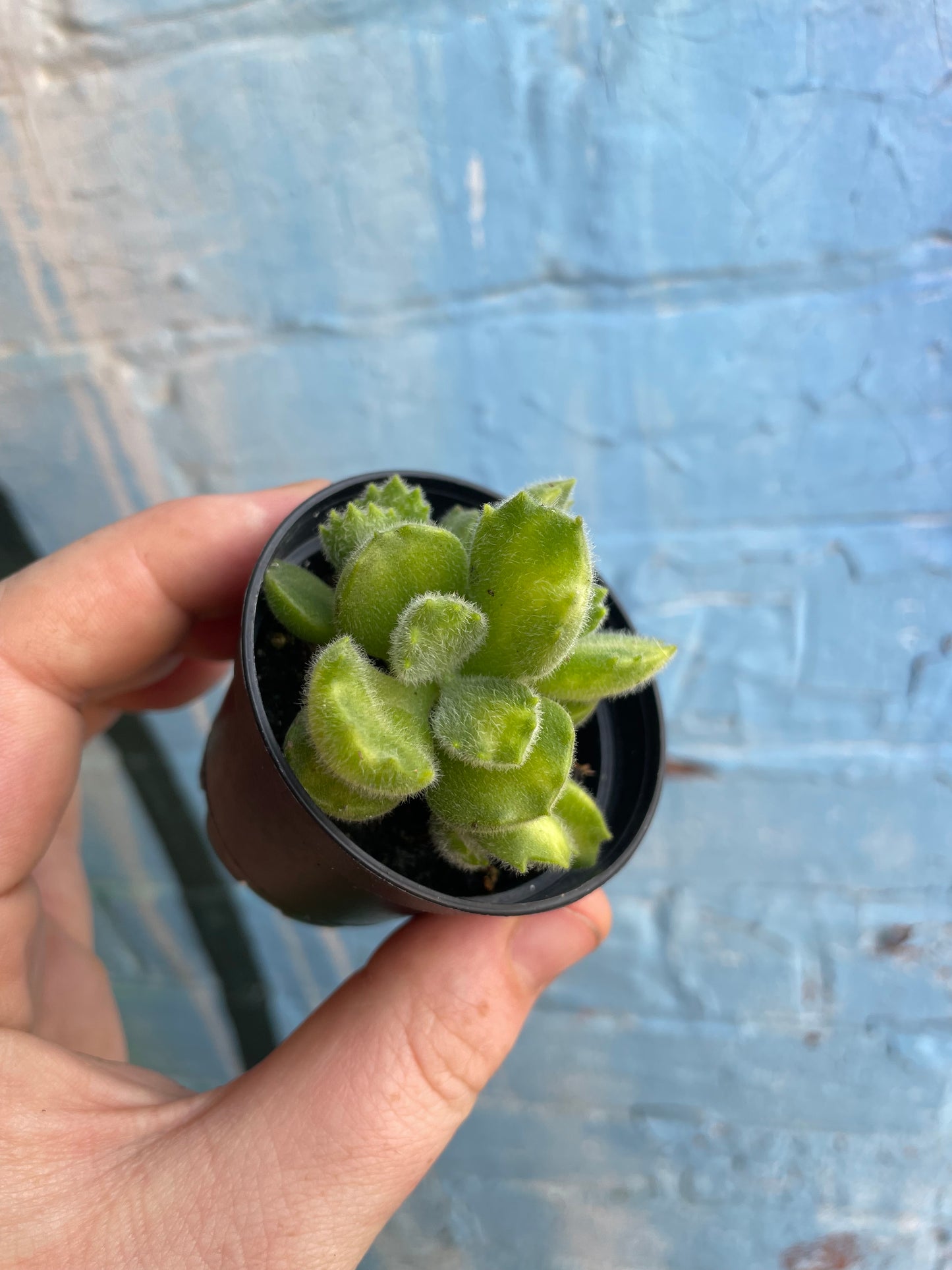 2-2.5" Cotyledon Tomentosa Variegated | Bear Paw Succulent