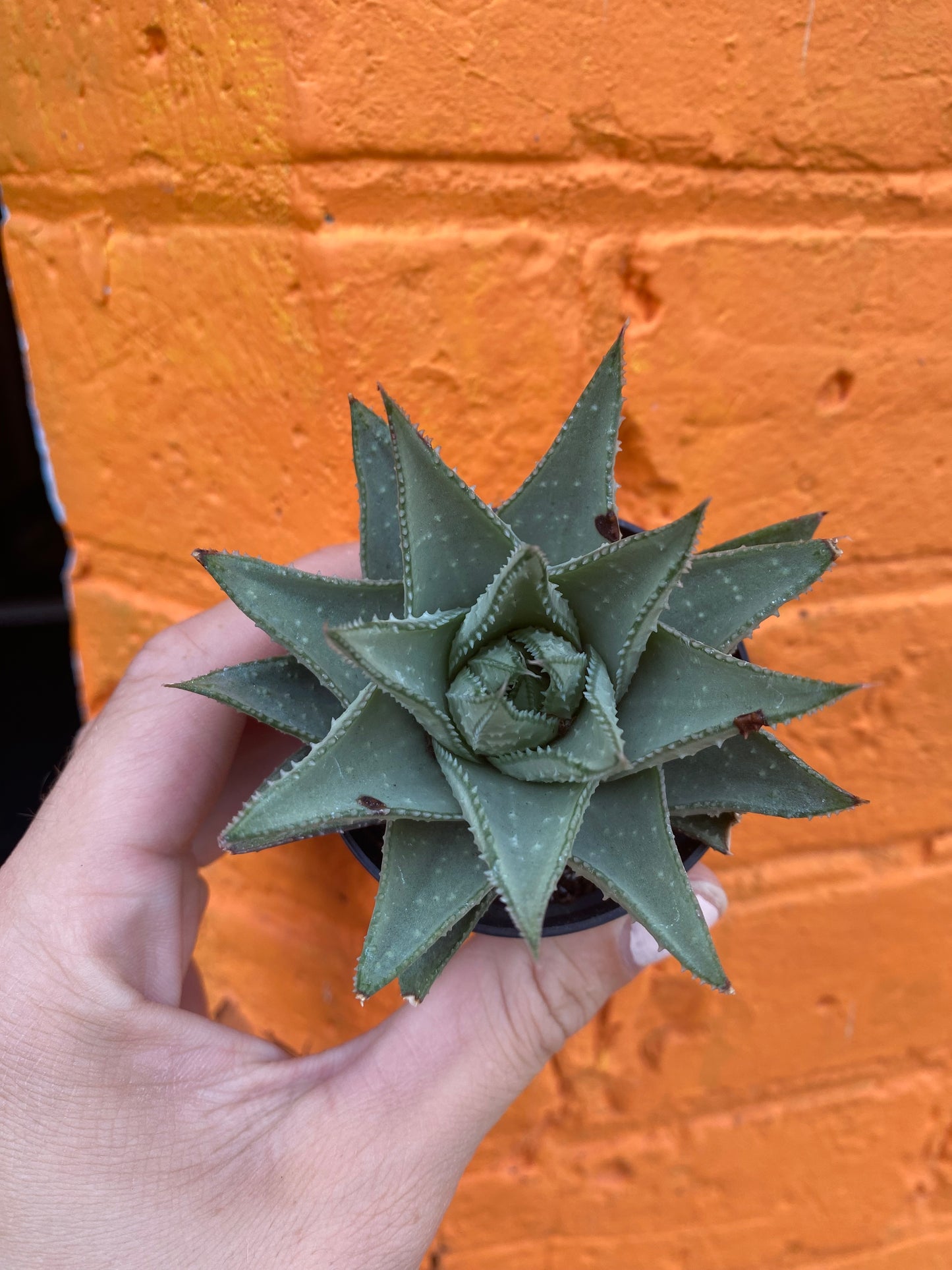 2.5" Haworthia Savannah