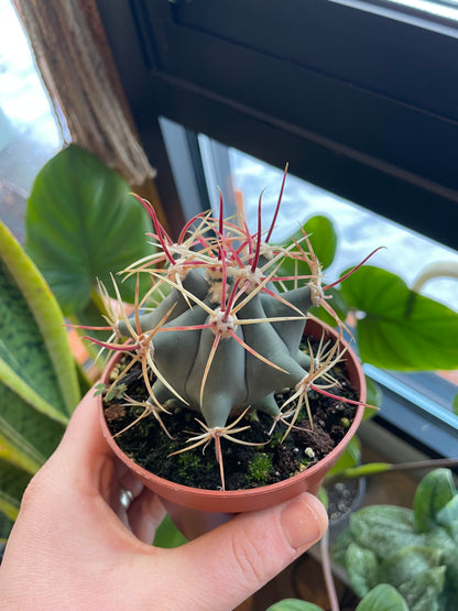 4” Ferocactus Emoryi