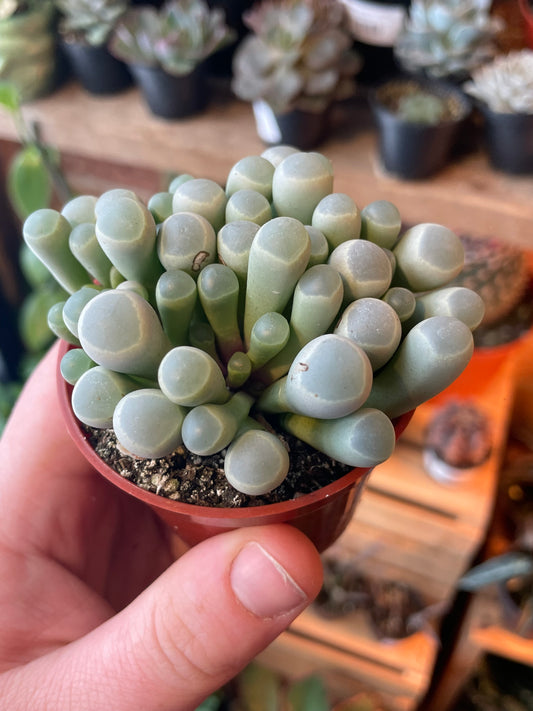 3" Fenestraria Rhopalophylla | Baby Toes