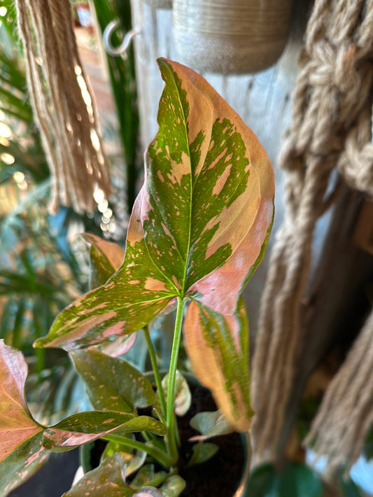 3.5” Syngonium Pink Splash