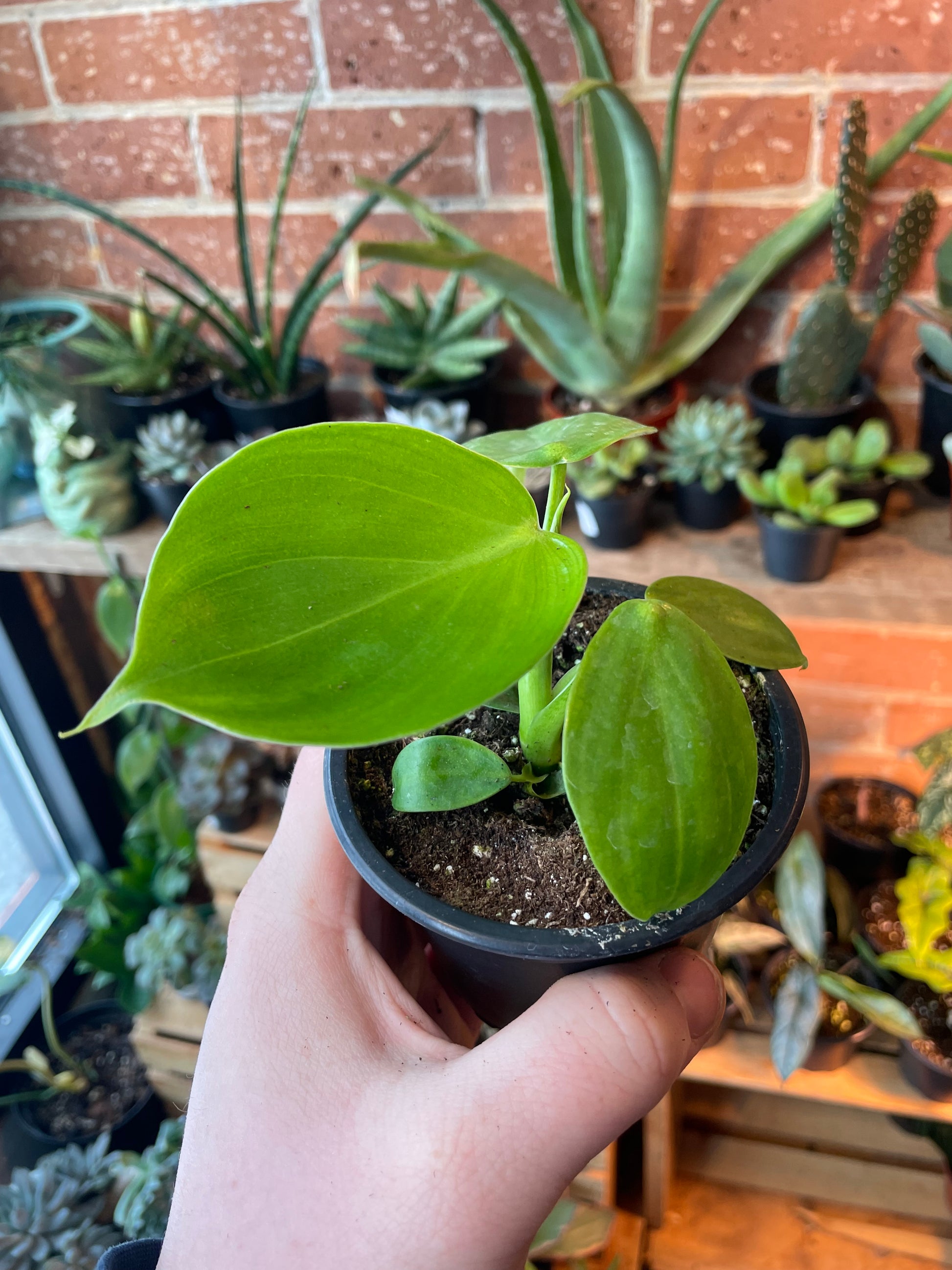 philodendron grazialae 3.5" Philodendron Grazielae – Plant Goals