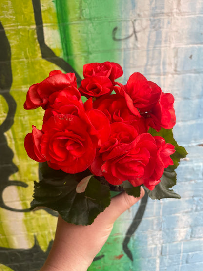 4" Begonia Rieger |  Red