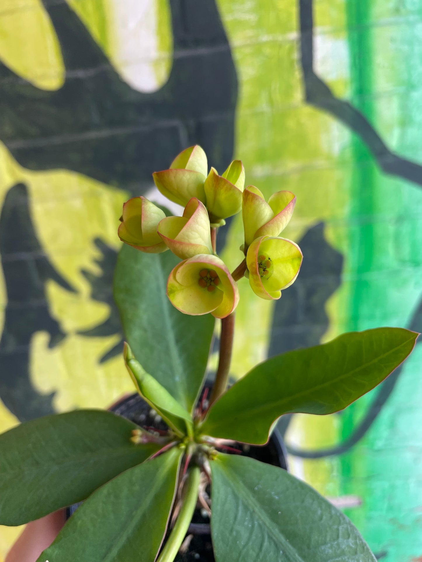 4” Euphorbia milii Charlotte| Crown of Thorns