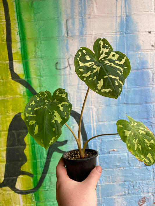 3.5" Alocasia Hilo Beauty