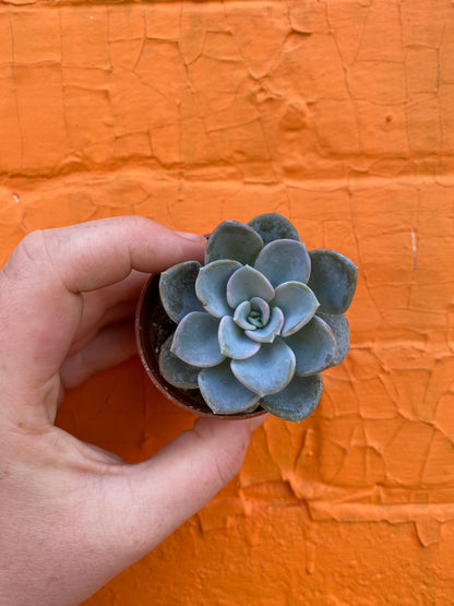 2.5” Pachyveria Orpet