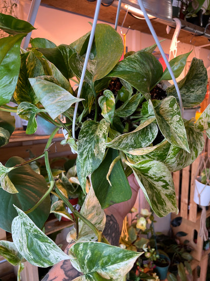 8" Pothos Marble Queen Hanging Basket