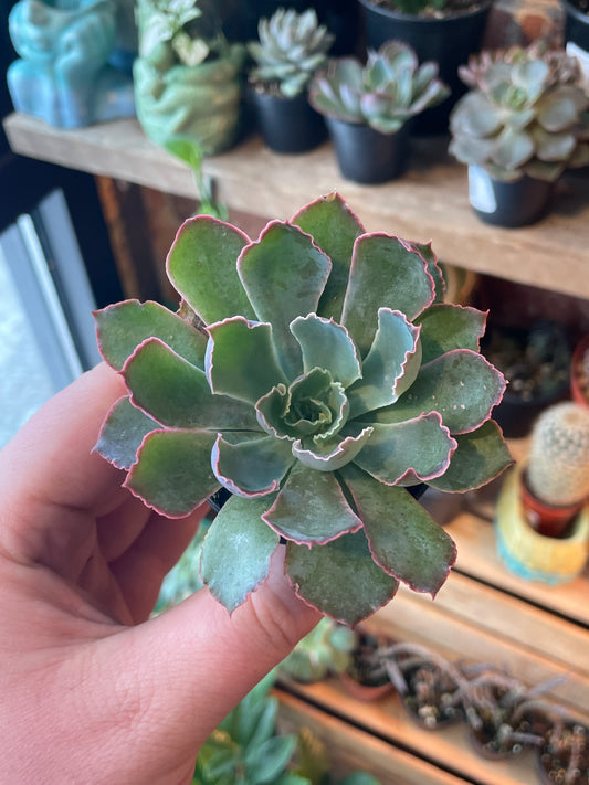 2.5" Echeveria Neon