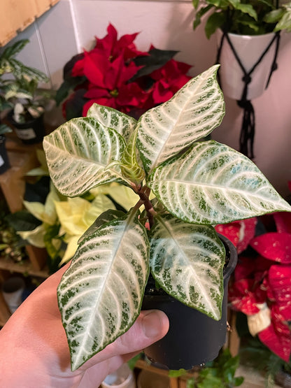 4" Aphelandra Snowflake | Zebra Plant