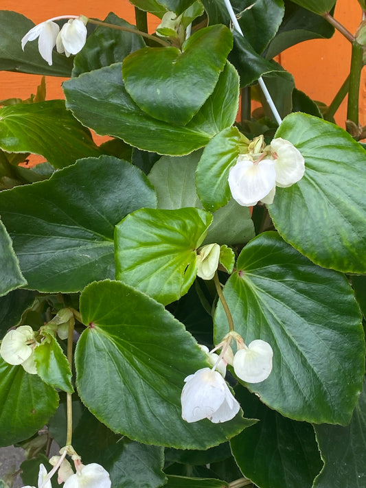 8” Begonia Whopper White Green Leaf Hanging Basket