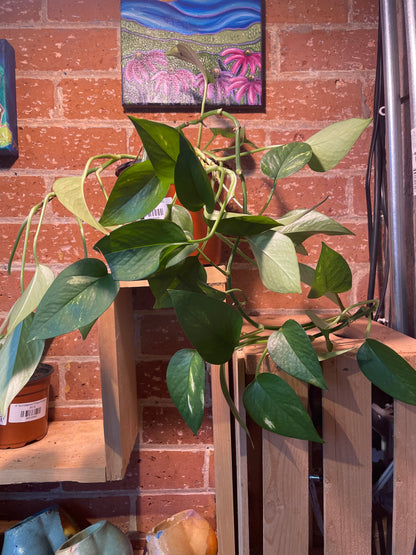 6" Golden Pothos