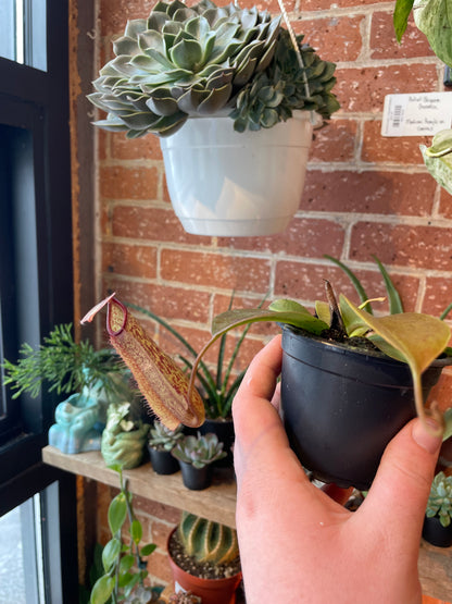 3.25" Nepenthes | Pitcher Plant