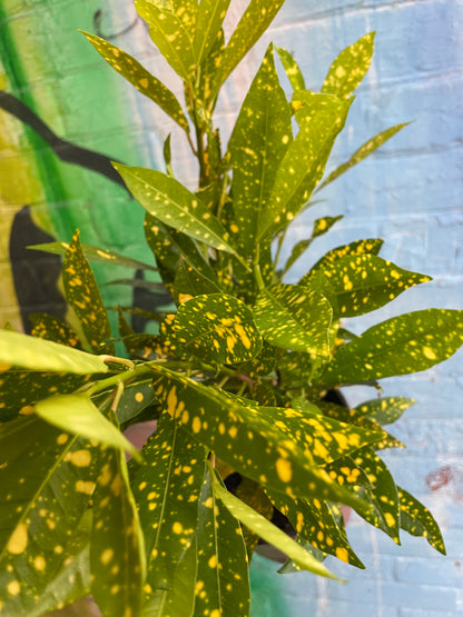 6" Croton Gold Dust