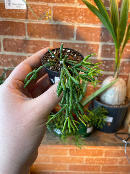 2” Rhipsalis Hatiora Salicorniodes