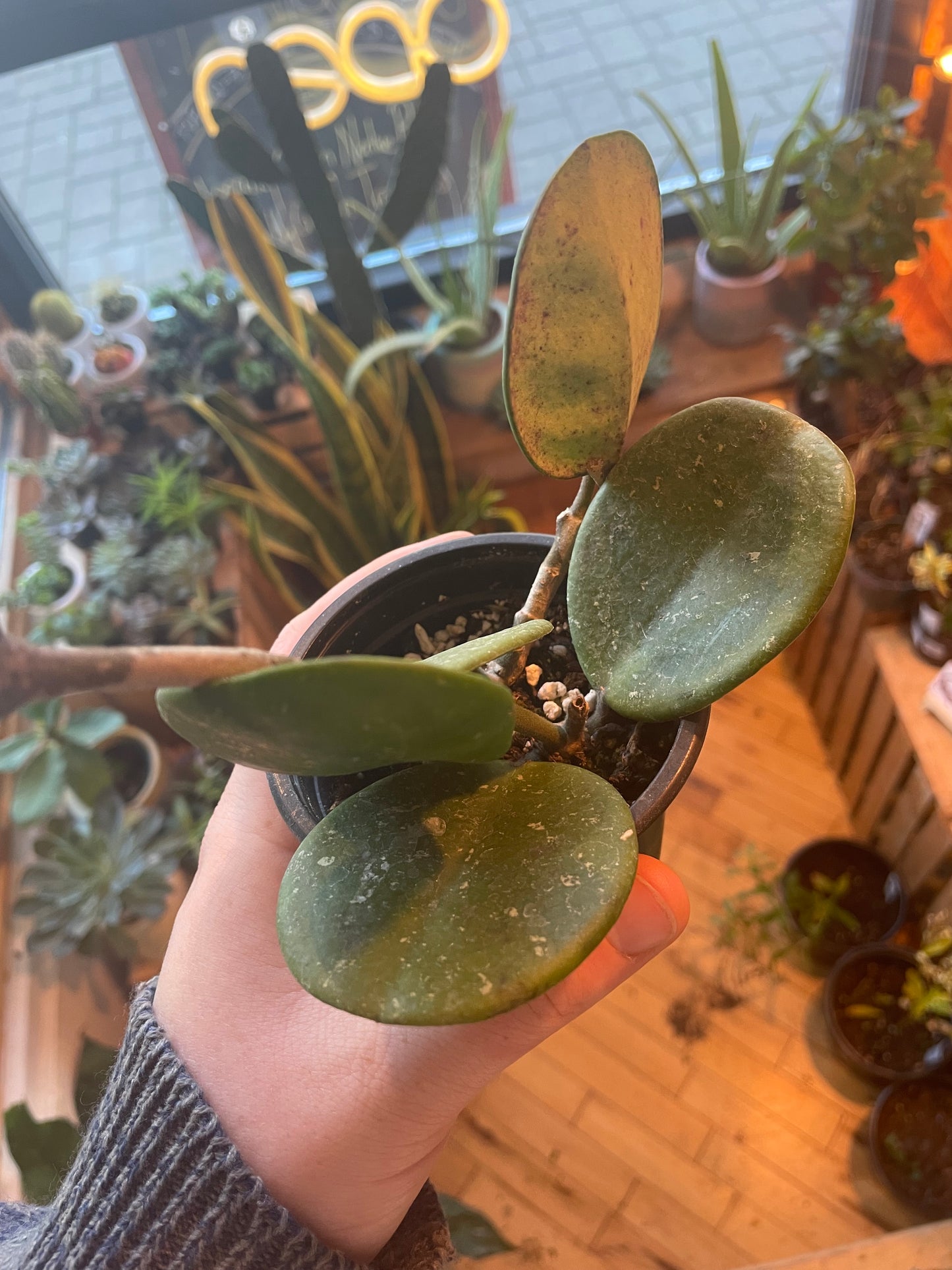 3.5" Hoya Obovata