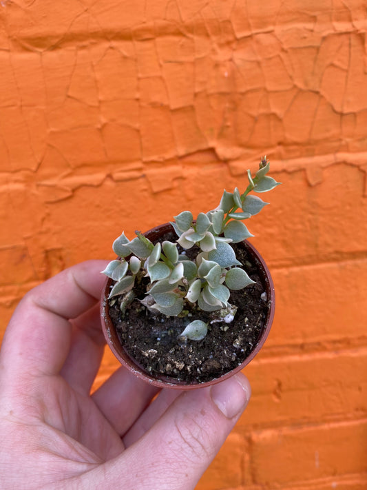 2.5" Variegated Dischidia ruscifolia