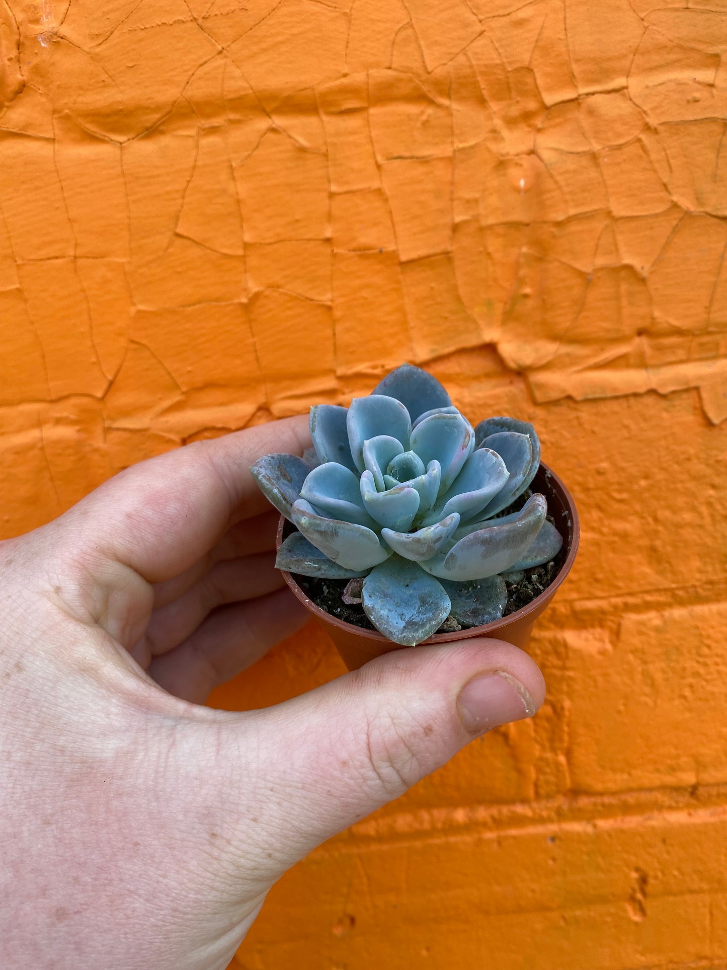 2.5” Pachyveria Orpet