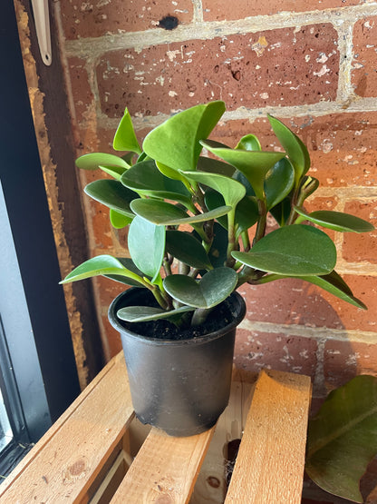 4" Peperomia Obtusifolia Green