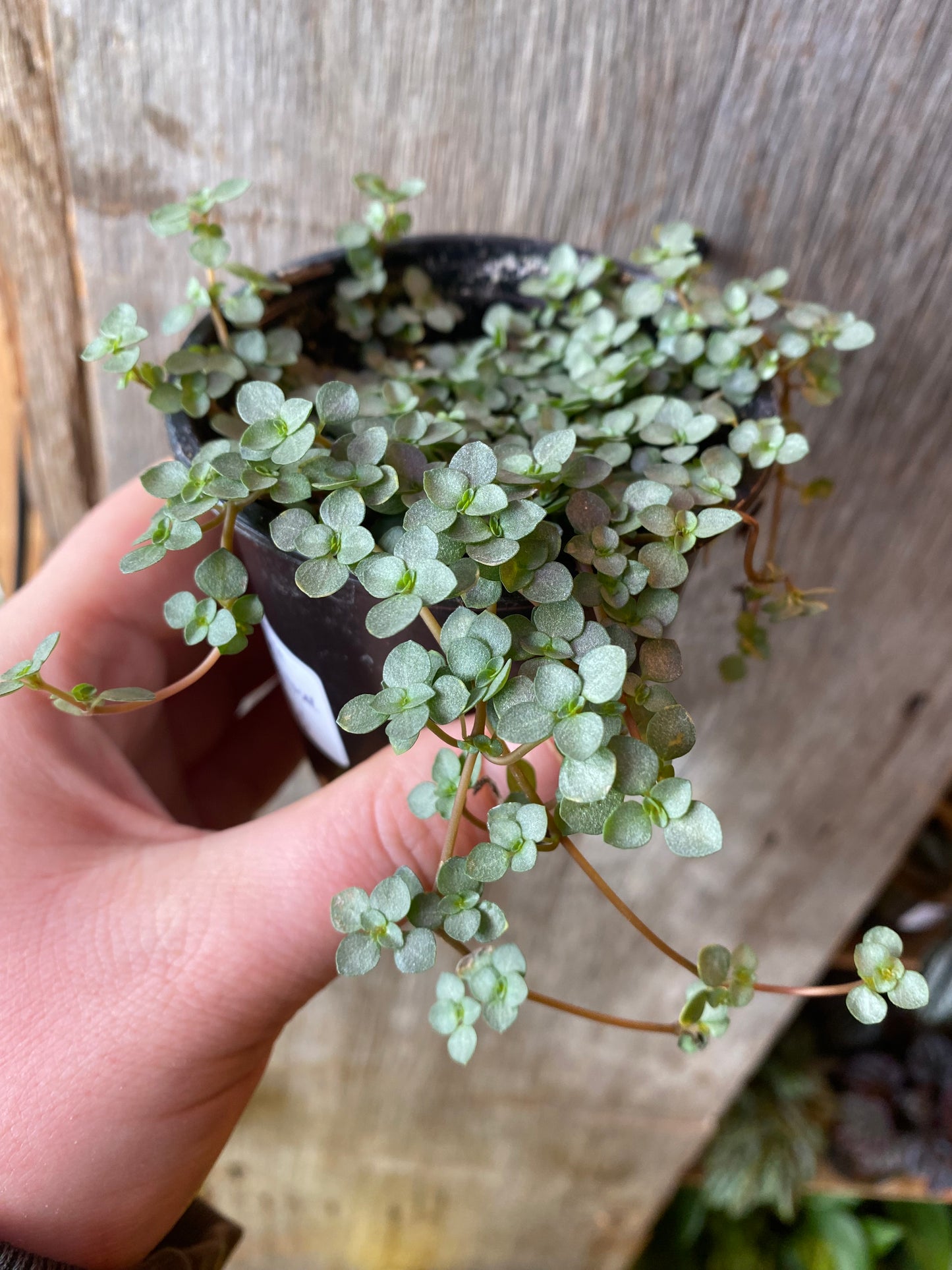 3.5" Pilea Aquamarine