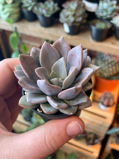 2.5" Graptoveria Debbie