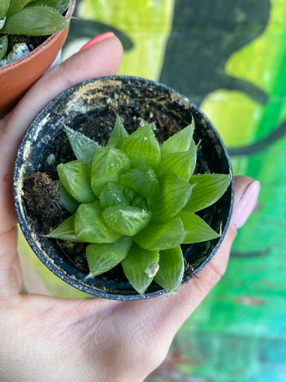 2.5" Haworthia Cooperi