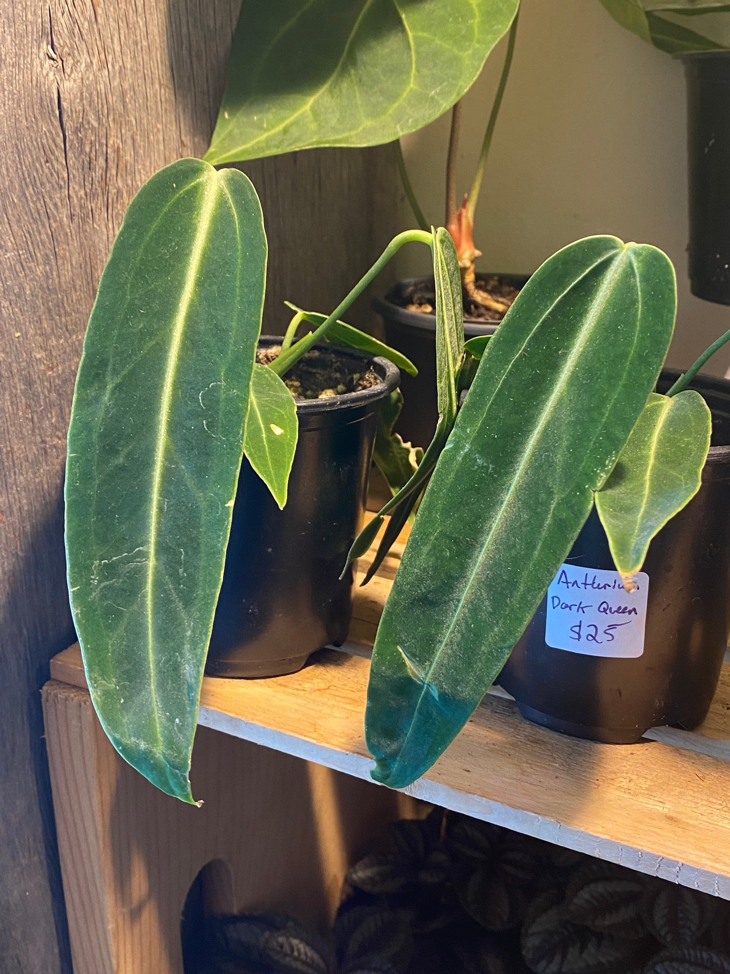 3.5" Anthurium Warocqueanum Dark Queen