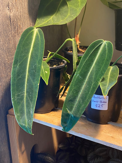 3.5" Anthurium Warocqueanum Dark Queen